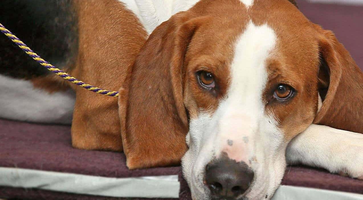 Which Hound Dog Breed Are You? (Quiz) Country Rebel