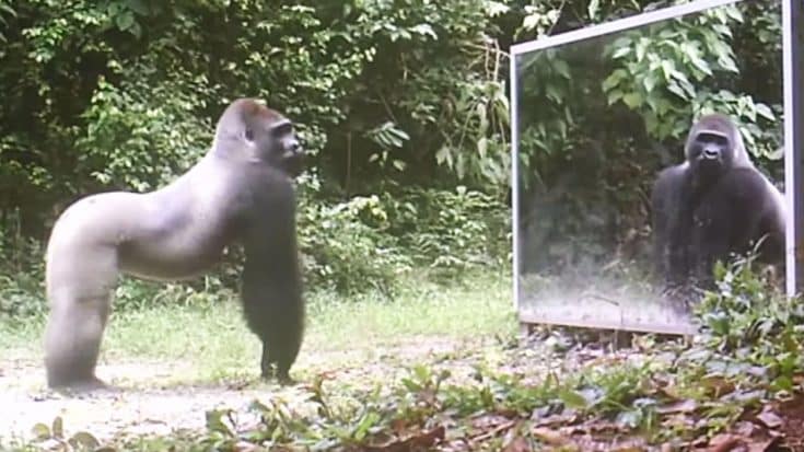 Wild Animals See Themselves In A Mirror For The First Time | Country Music Videos