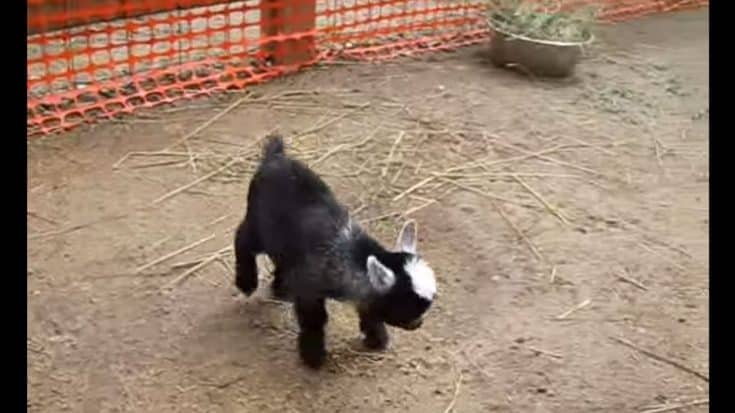 Baby Pygmy Goats Do Happy Dance? CUTEST EVER! | Country Music Videos