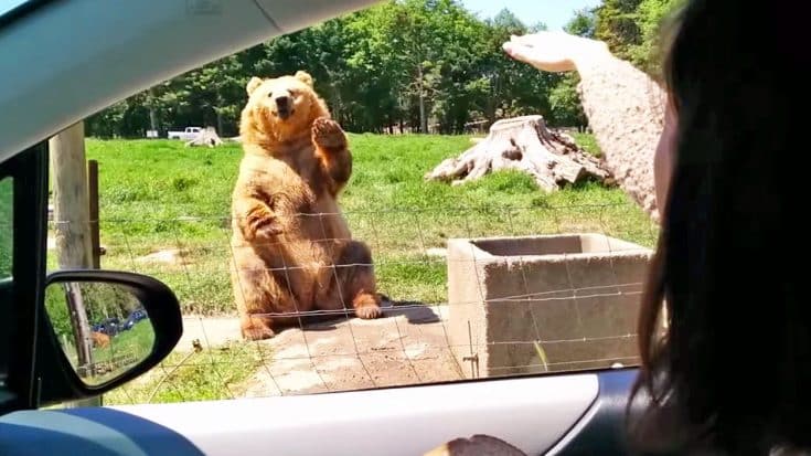 Just Wait Until You See What Happens After This Bear Gives Humans A Wave | Country Music Videos