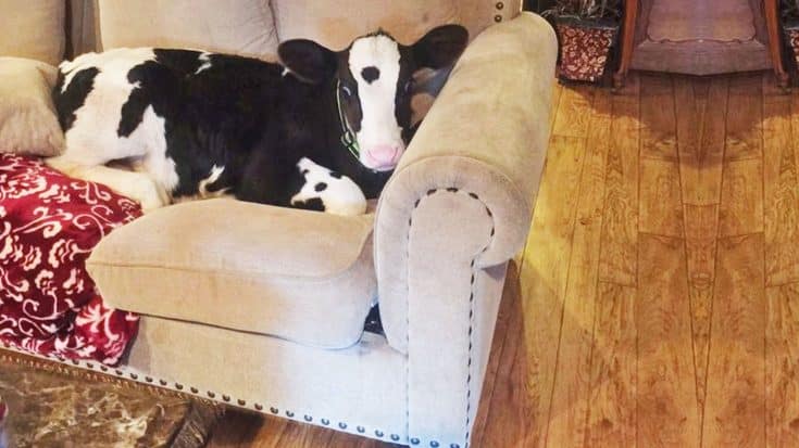 VIDEO EVIDENCE: This Cow Is Convinced He’s A Dog! | Country Music Videos