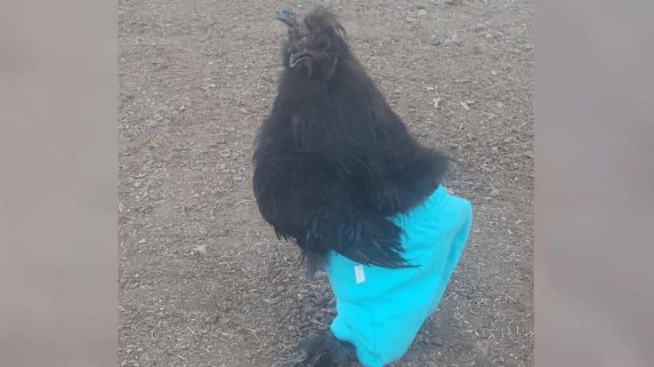 Hilarious Chickens Wearing Pants Will Cure Your Winter Blues | Country Music Videos