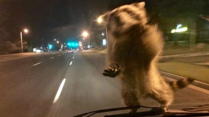Adventurous Raccoon Hitches Ride On Windshield | Country Music Videos
