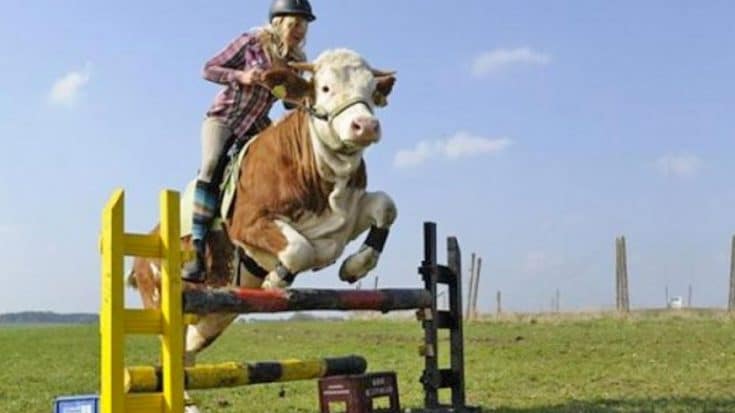 Farm Girl Turns Teaches Pet Cow To Jump Like A Horse | Country Music Videos