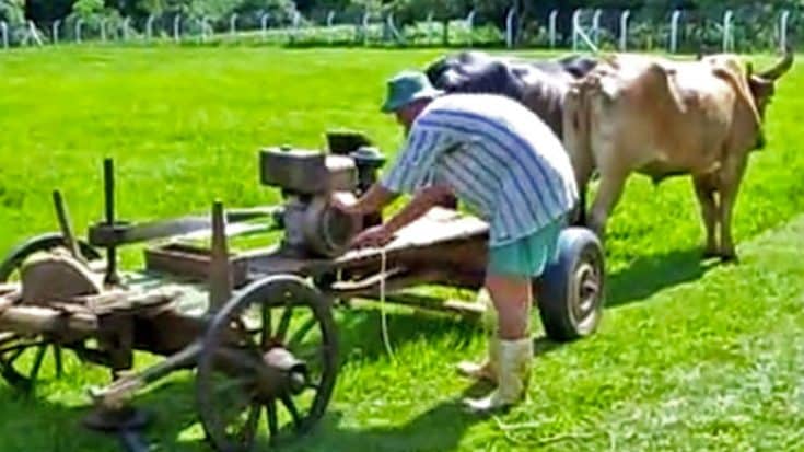 Two Cows, A Wagon & 2-Stroke Engine Make The CRAZIEST Redneck Invention You’ll Ever See | Country Music Videos