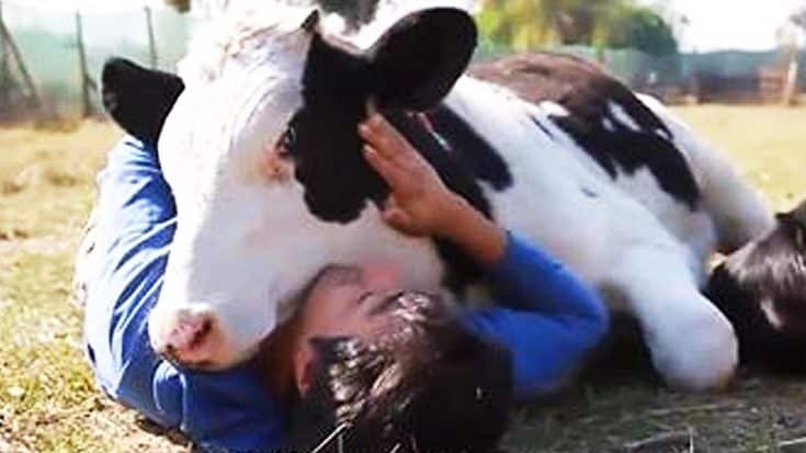 Most Adorable Rescued Cow Cuddles Caregivers Who Saved His Life! (WATCH) | Country Music Videos