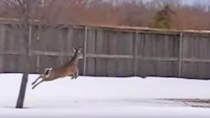 Deer Gets Trapped Inside Backyard, Hurdles Huge Fence To Safety- CLOSE CALL!! | Country Music Videos