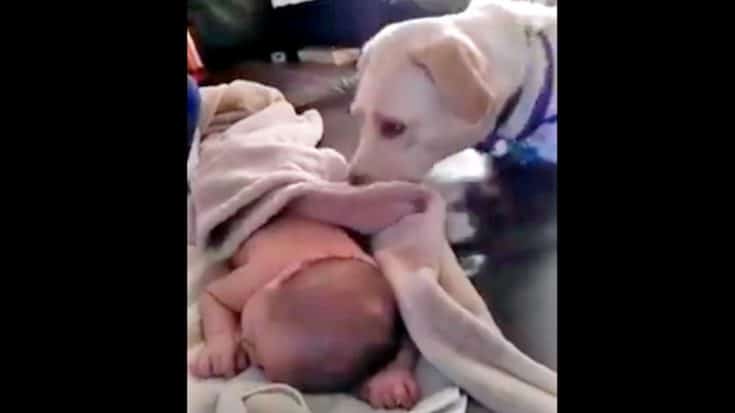 PRICELESS: Family Dog Bundles Baby For Nap Time | Country Music Videos