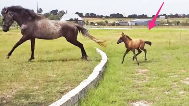 CUTENESS OVERLOAD: Baby Horse Gets A Fence-Jumping Lesson From Mom | Country Music Videos
