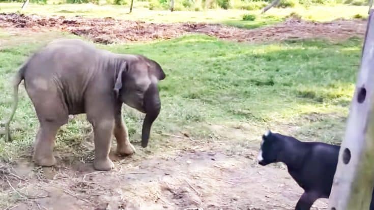 Baby Elephant Screams When It Meets Goat For First Time | Country Music Videos