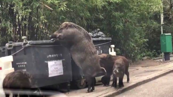 Gigantic Wild Boar Has The Internet Going Hog Wild | Country Music Videos