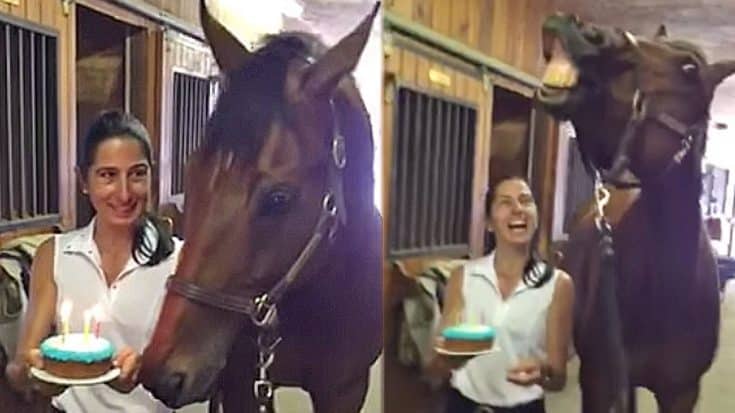 Horse Blows Out Birthday Candles And It’s Absolutely Priceless! | Country Music Videos