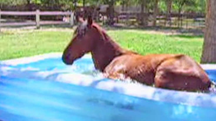 Big Horse Makes A Splash In Family’s Kiddie Pool | Country Music Videos