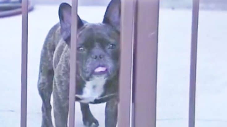 Caught On Camera: Invincible French Bulldog Takes Down Two Bears | Country Music Videos