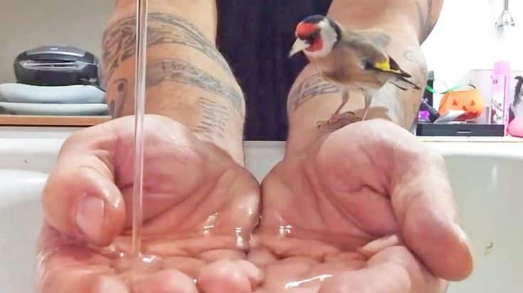 This Little Bird Really Does Love Bath Time (ADORABLE!) | Country Music Videos