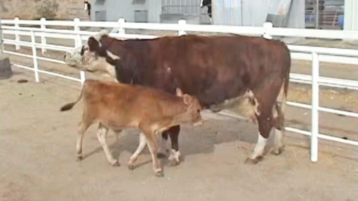 Emotional Reunion Between Mother Cow And Her Calf Will Have Y’all In Tears | Country Music Videos