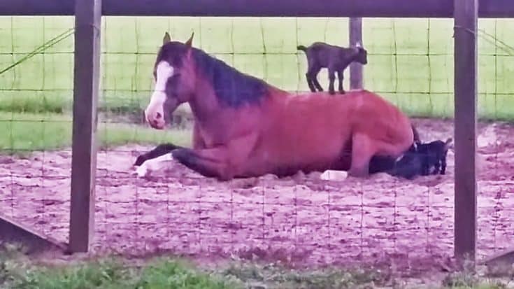 3 Baby Goats Start Jumping On A Horse – His Reaction Is Priceless | Country Music Videos