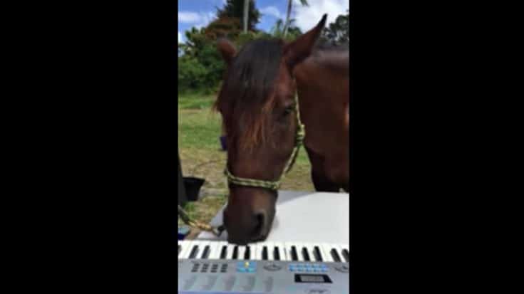 Murphy The Rescue Horse Becomes Internet Star With Impressive Piano Skills | Country Music Videos