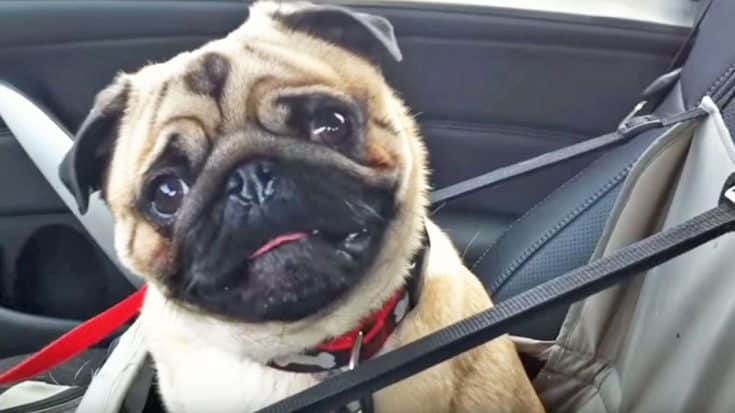 This Adorable Pug LOSES IT When He Finds Out Where He’s Going | Country Music Videos