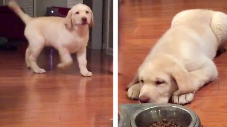 They Put Food In His Bowl, But The Dog Doesn’t Eat… Why? I’M FLOORED! | Country Music Videos