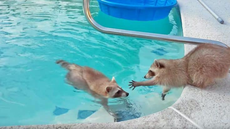 Raccoon Tries To Rescue Brother From Pool | Country Music Videos