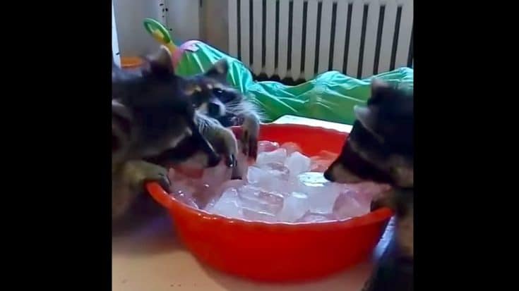 Raccoon Family Goes Adorably Crazy Trying To Beat The Summer Heat | Country Music Videos