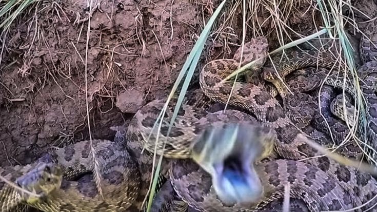 Go-Pro On Hockey Stick Gets Shoved In A Rattlesnake Den….WOW! | Country Music Videos