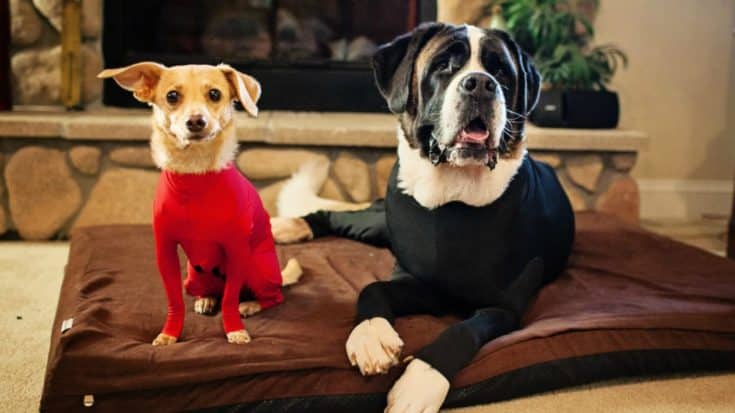 Frustrated Dog Owner Invents Doggy Leotards And We Can’t Stop Laughing | Country Music Videos