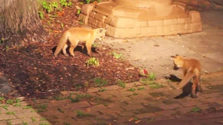 These Two Sneaky Baby Fox Friends Will Make Your Day! | Country Music Videos