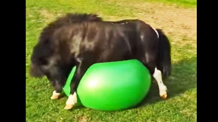 This Tiny Horse Plays With A Yoga Ball | Country Music Videos