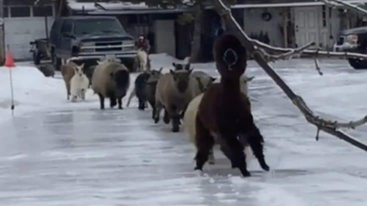 Petting Zoo Animals Take Slippery Stroll To Reach Breakfast | Country Music Videos