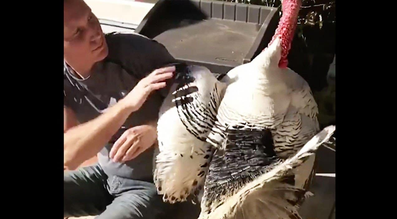 You’ll Never Believe How Turkey Rescued From Slaughter Reacts To New Owner | Country Music Videos