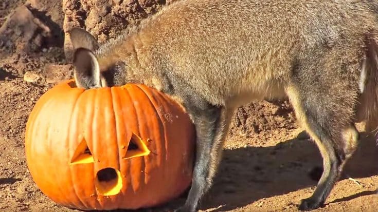 VIDEO EVIDENCE: These Animals Love Fall More Than You | Country Music Videos