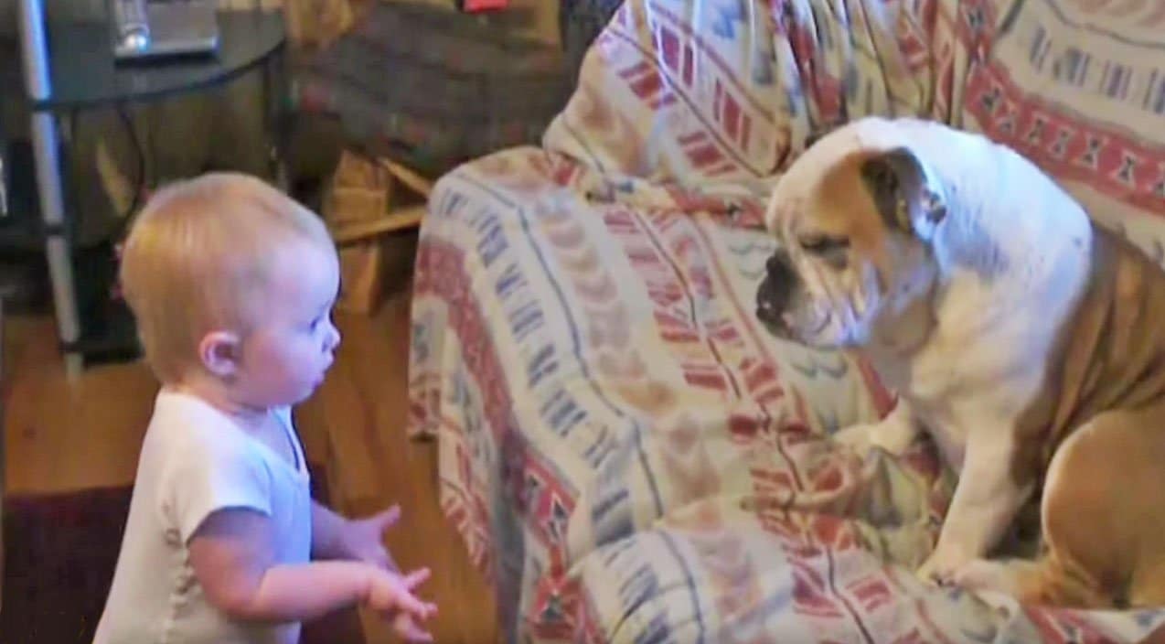 Baby Has A Bone To Pick With Bulldog | Country Music Videos