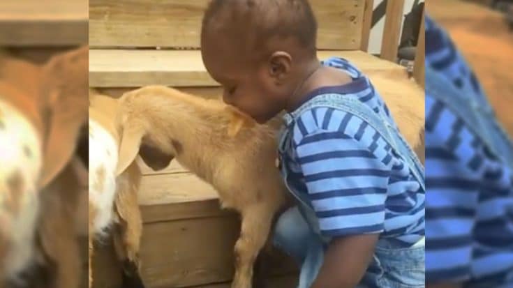 ‘Baby Gus’ Robertson Will Make You Green With Envy Playing With Goats | Country Music Videos