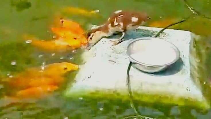 Adorable Duckling And Koi Sharing Some Rice Is Too Cute! | Country Music Videos