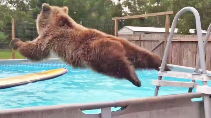 Belly Flopping Bear Has Way Too Much Fun In His Pool | Country Music Videos