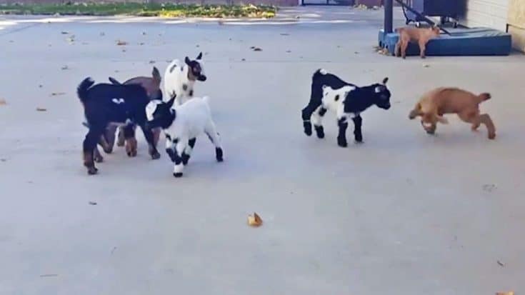 These Bouncing Baby Goats Are The Cutest Things Ever | Country Music Videos