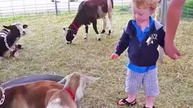 You Won’t Believe This Little Boy’s Reaction When He Pets A Goat For The First Time | Country Music Videos