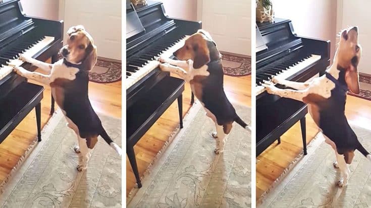 Beagle Named Buddy Howls Whenever He Plays The Piano | Country Music Videos