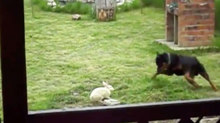 Rottweiler Finds Bunny In Backyard And Begins Playing With It | Country Music Videos