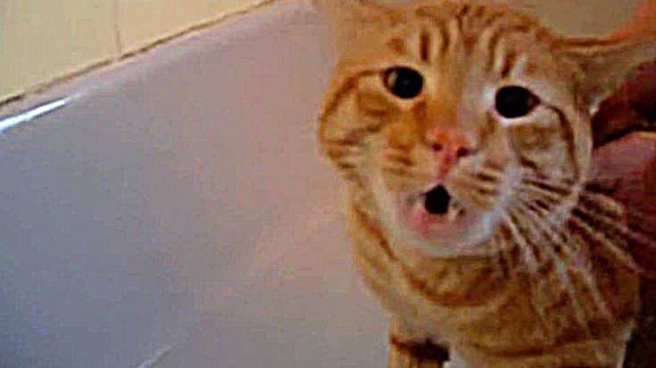 This Cat’s Reaction To His First Bath Will Have You Laughing Out Loud (WATCH) | Country Music Videos