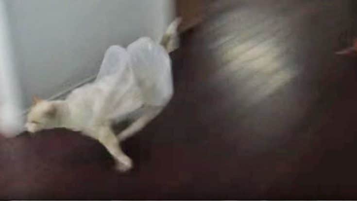 Cat Instantly Regrets Playing With Plastic Bag After Hysterical Mishap | Country Music Videos