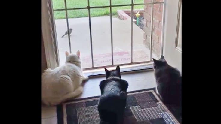 3 Cats Watching A Bird Jump When Dog Sneaks Up On Them | Country Music Videos
