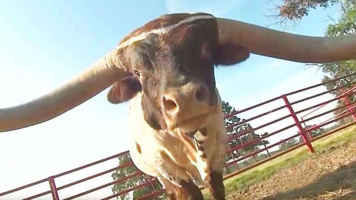 Record-Breaking Longhorn Bull Sells At Auction For Eye-Popping Price | Country Music Videos