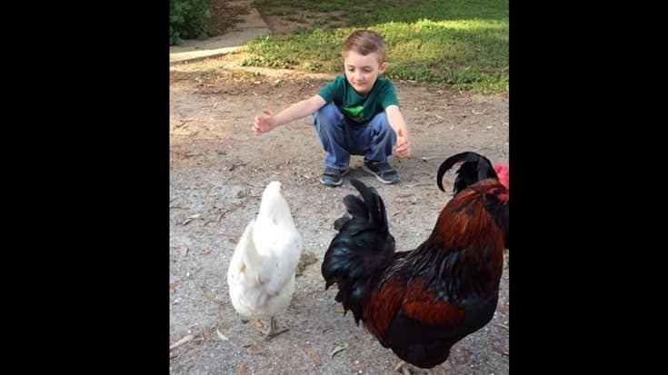 Little Boy Holds Out His Arms & His Pet Chicken Gives Him A Hug | Country Music Videos
