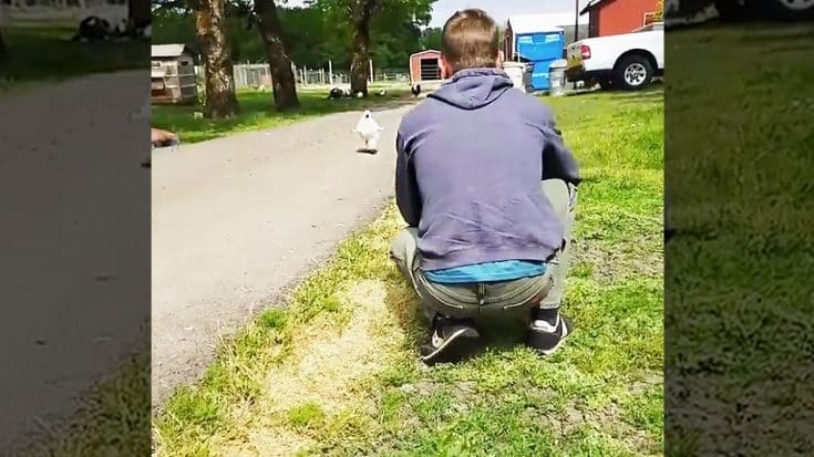 Fluffy Pet Chicken Crosses Road For An Adorably Unexpected Surprise | Country Music Videos