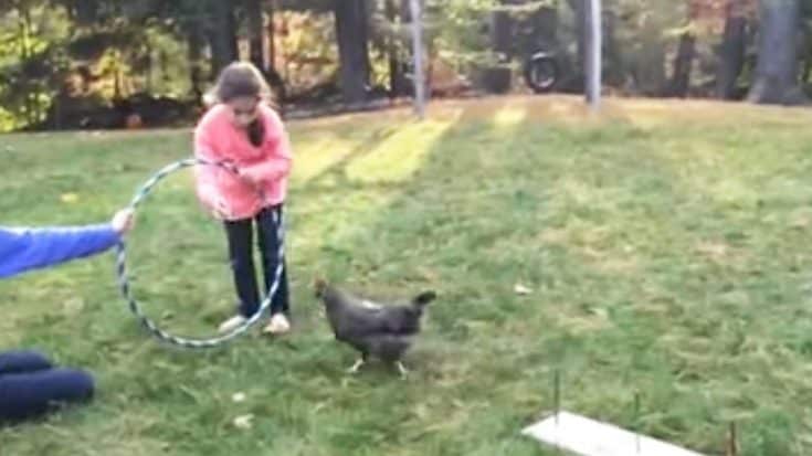 Chicken Completes Agility Test With One Hop That’ll Have You Laughing All Day | Country Music Videos