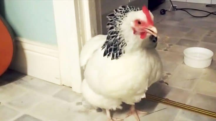 Owner Films Pet Chicken Sneezing – Video Has Over 8 Million Views | Country Music Videos