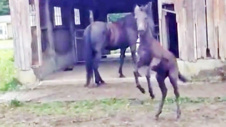 Baby Mule Slips and Falls While “Dancing” | Country Music Videos